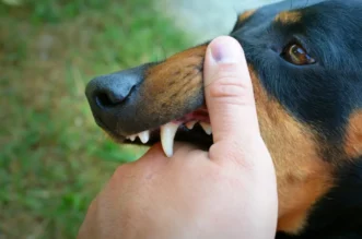 dog showing teeth and biting hand